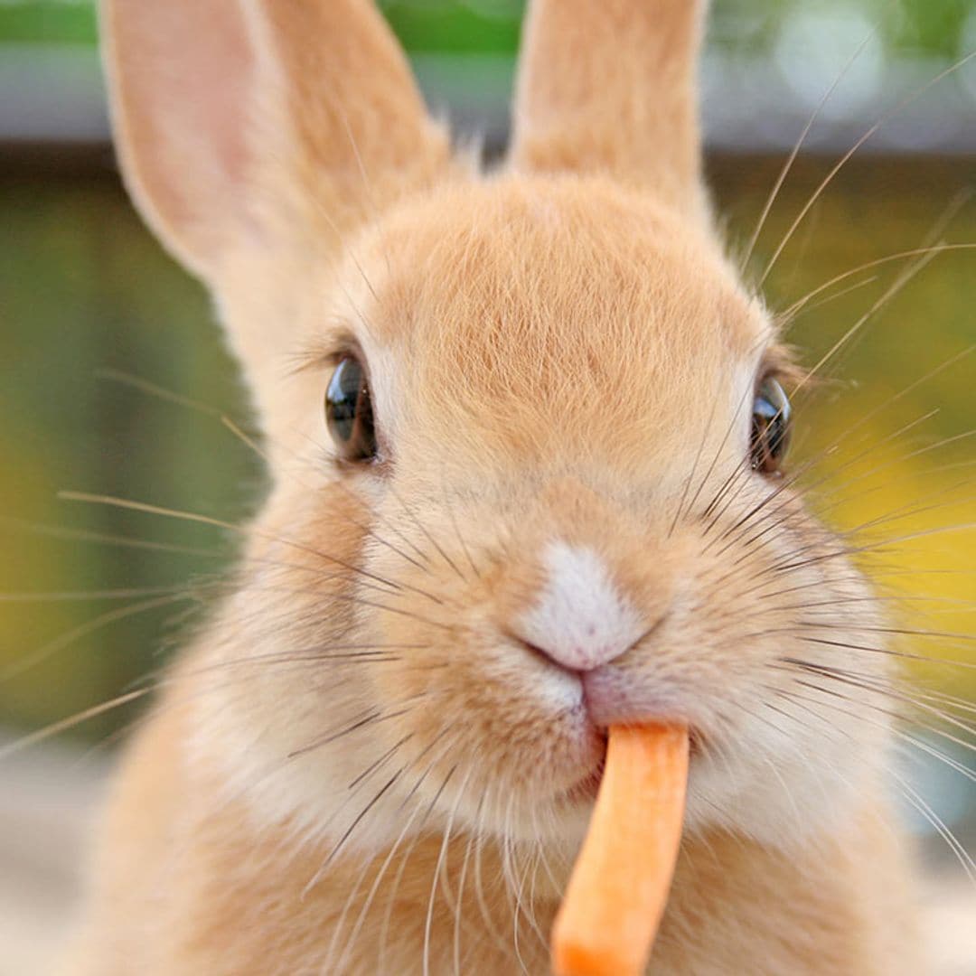 Si tu conejo deja de comer, revisa estos motivos