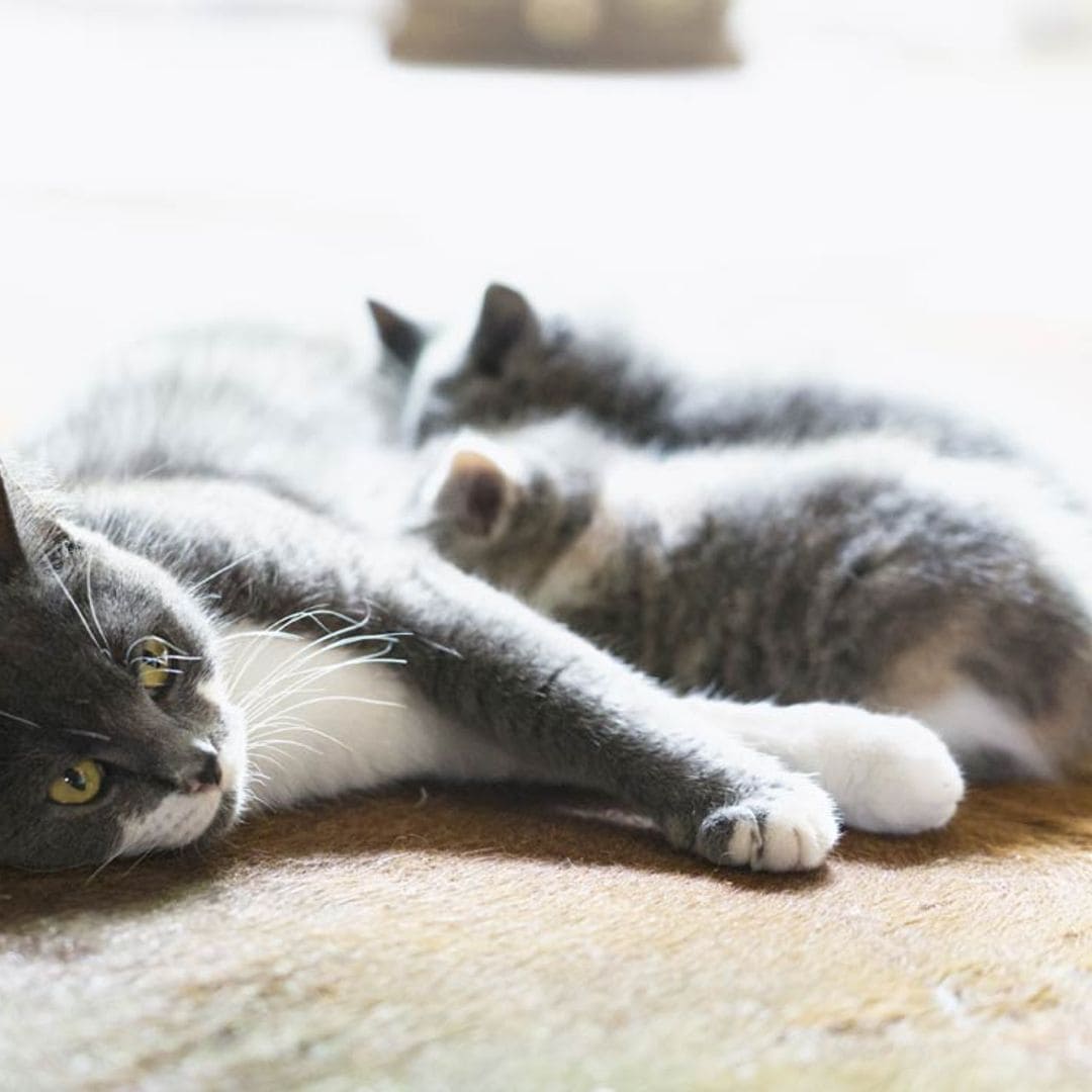 ¿Cuál es el mejor momento para destetar a un gatito?