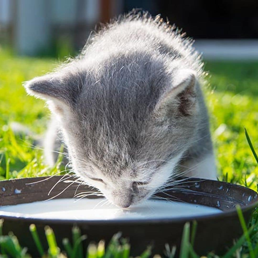 ¿Es necesario darle leche a los gatos?