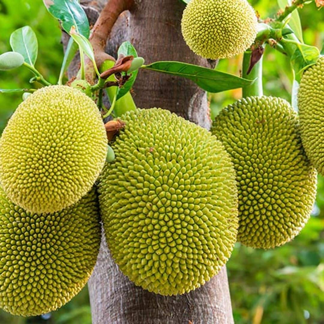 'Jackfruit': la fruta más grande del mundo es un superalimento