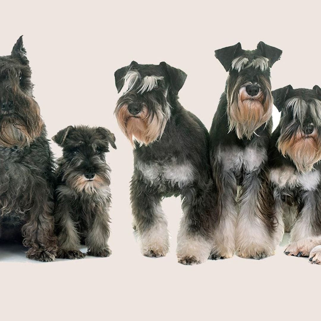 Schnauzer miniatura, un perro grande de tamaño pequeño