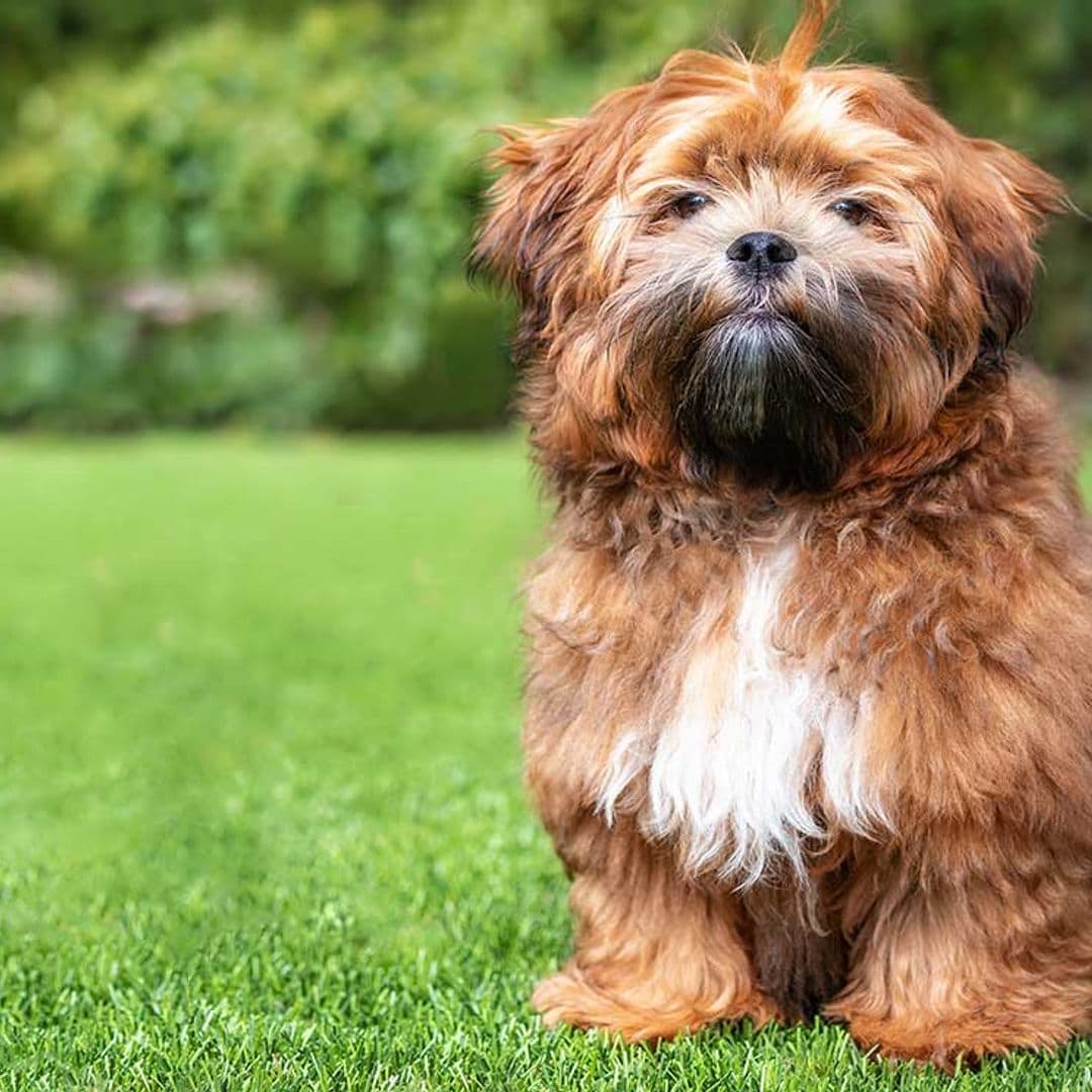 ¿Qué caracteriza a los perros más traviesos? Tenemos una mala noticia que darte…