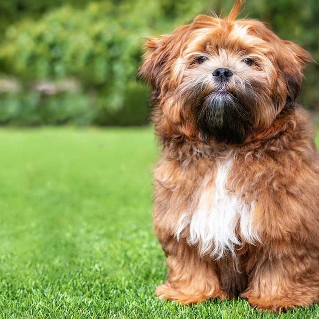 cuales son perros mas traviesos