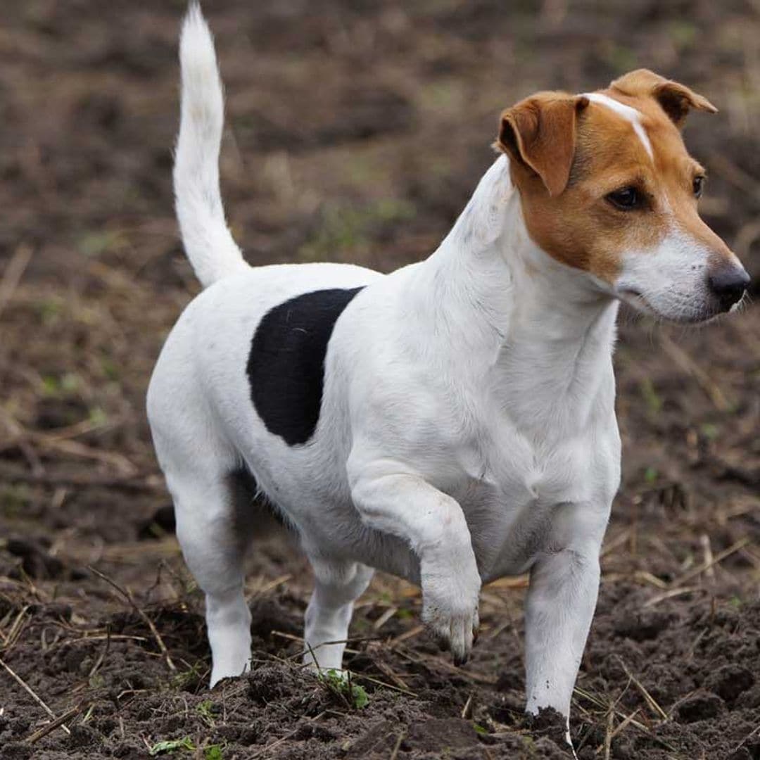 Jack russell terrier: un perro de tamaño pequeño, enérgico y fuerte temperamento