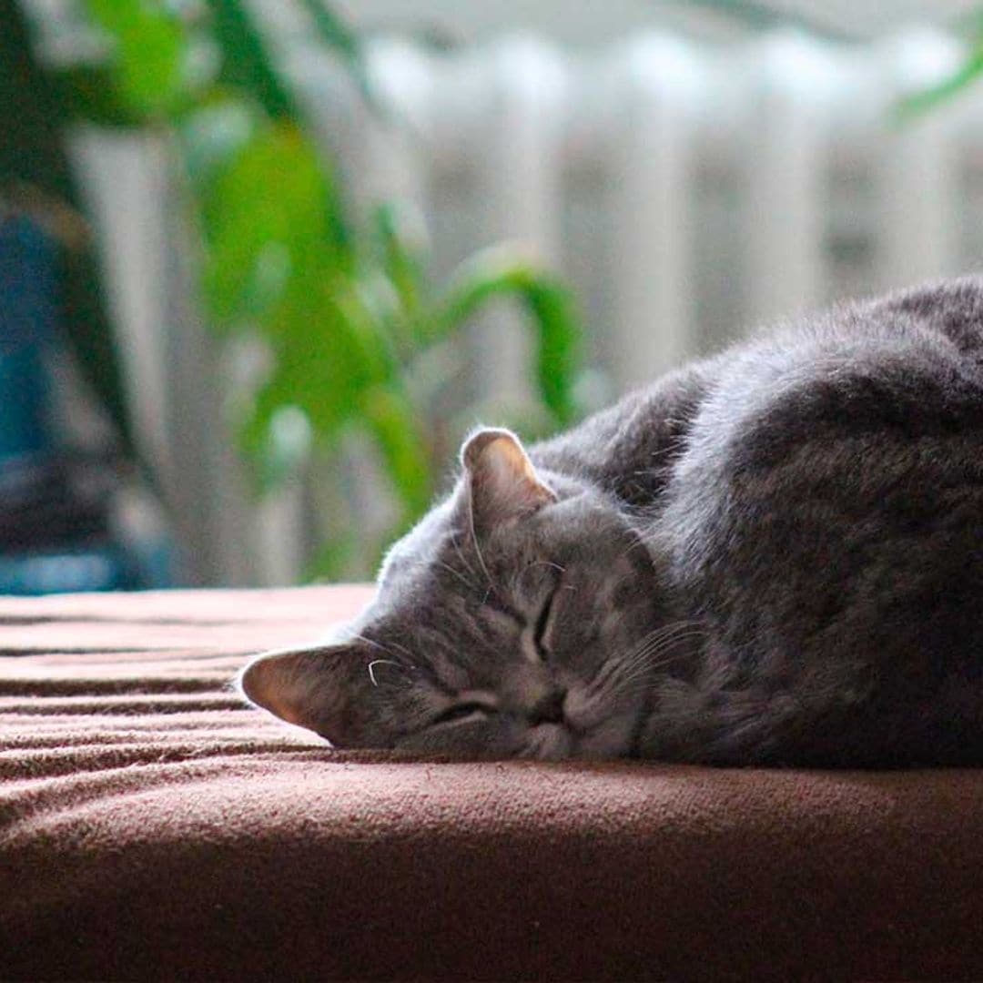 No todos los gatos son ariscos, estas son las razas más cariñosas