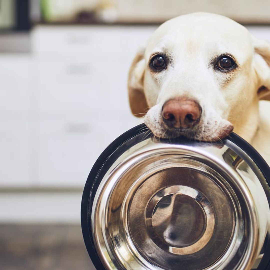 perro bandeja comida