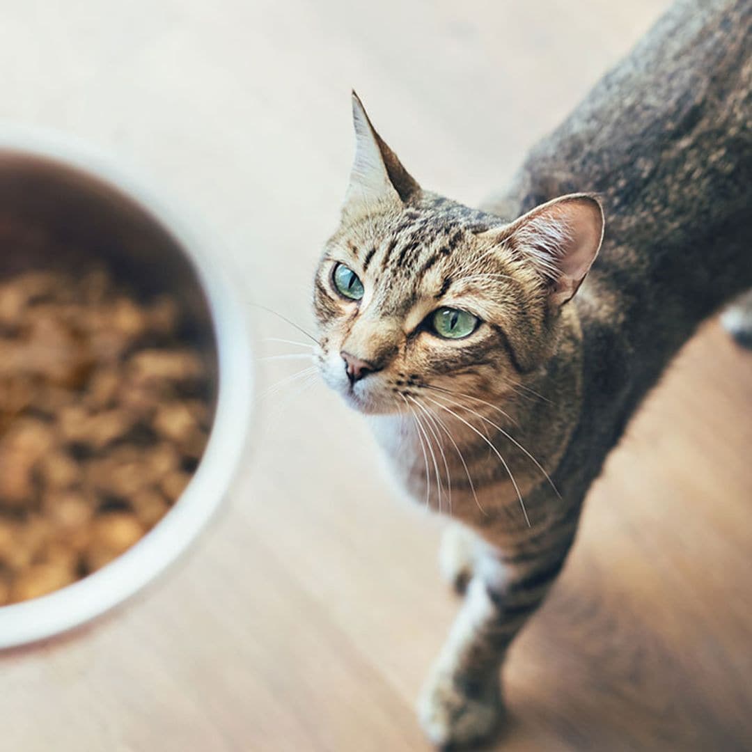 Dale a tu gato lo mejor con estos alimentos 100% orgánicos recomendados por expertos