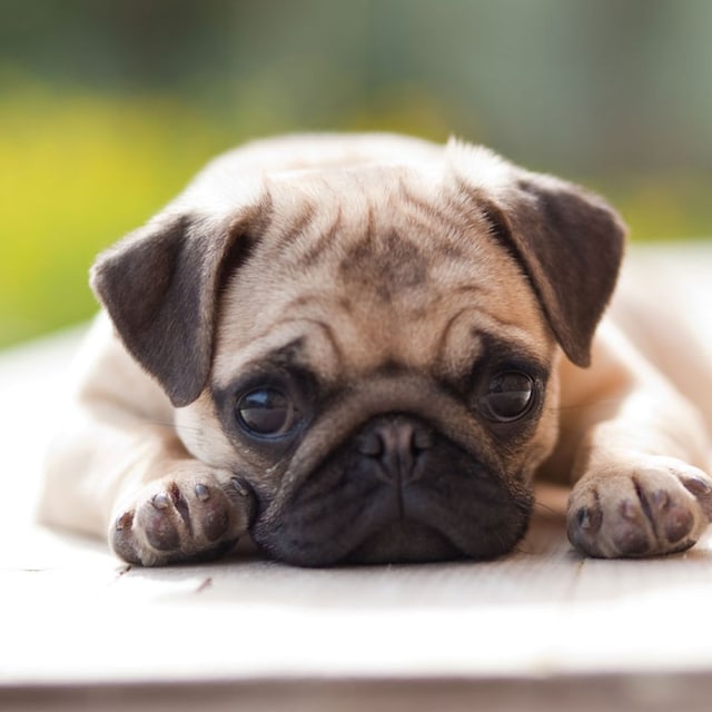 pug