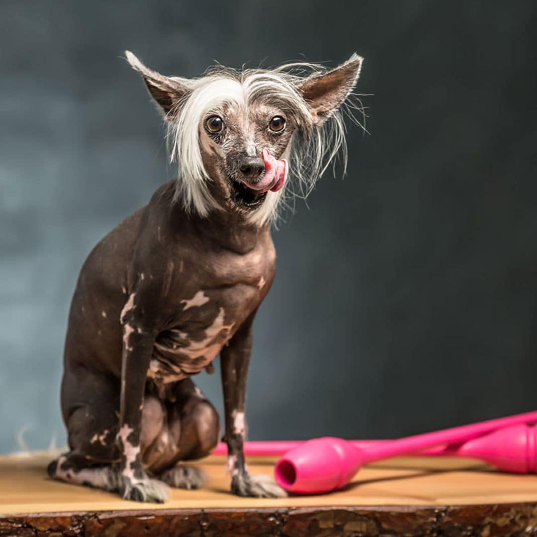 Si quieres la raza de perro más cariñosa, apunta: el crestado chino