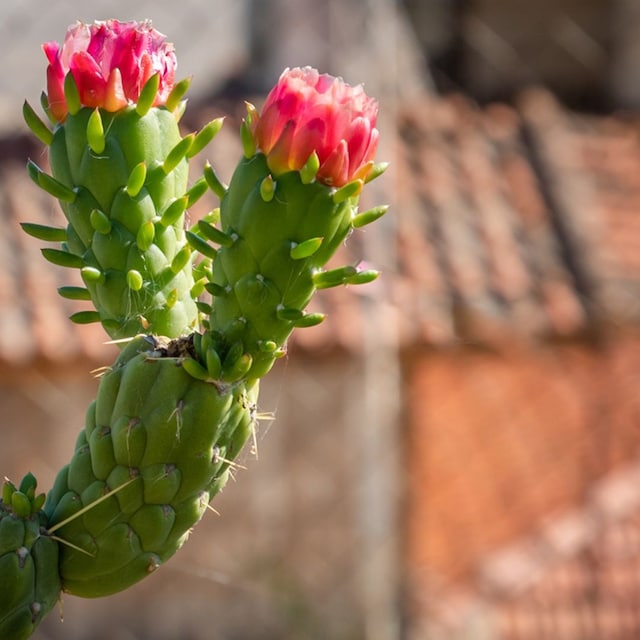 cactus alfileres eva Austrocylindropuntia subulata hola decoracion