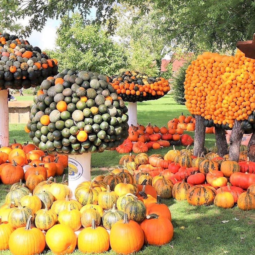 Las calabazas más terroríficas y las imágenes de animales más divertidas