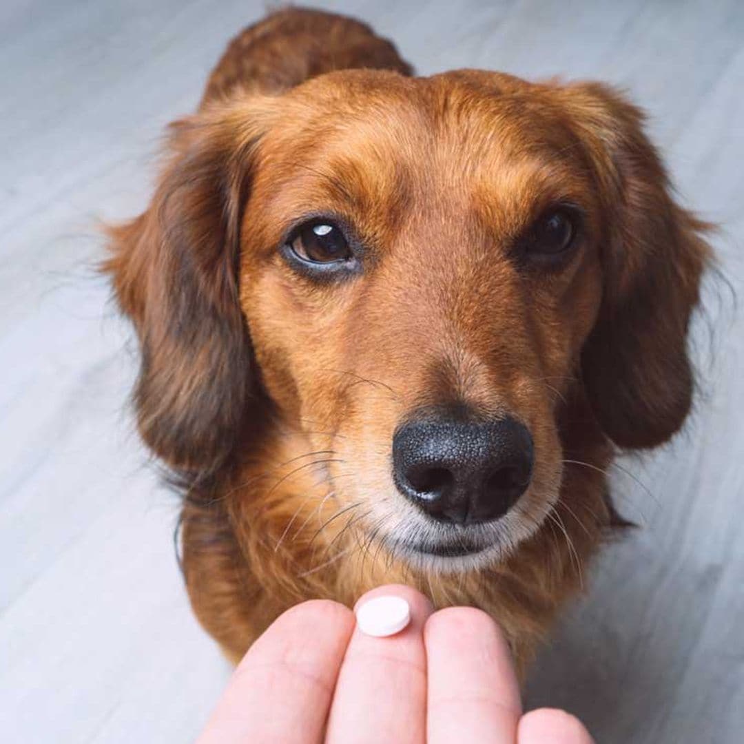 Suplementos para perros: ¿cuáles son y cuándo son necesarios?