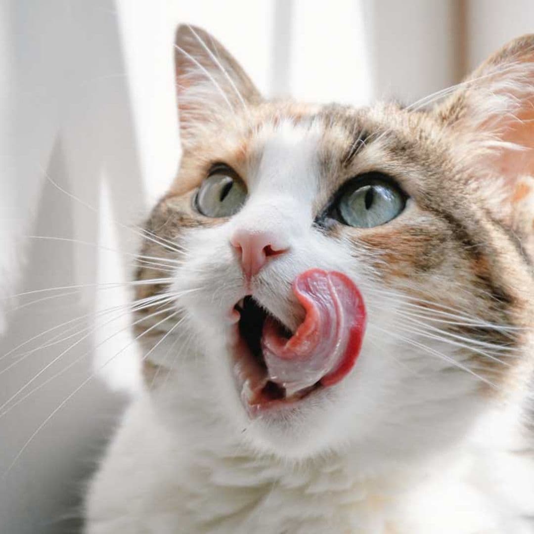 ¿Por qué la lengua de los gatos raspa tanto?