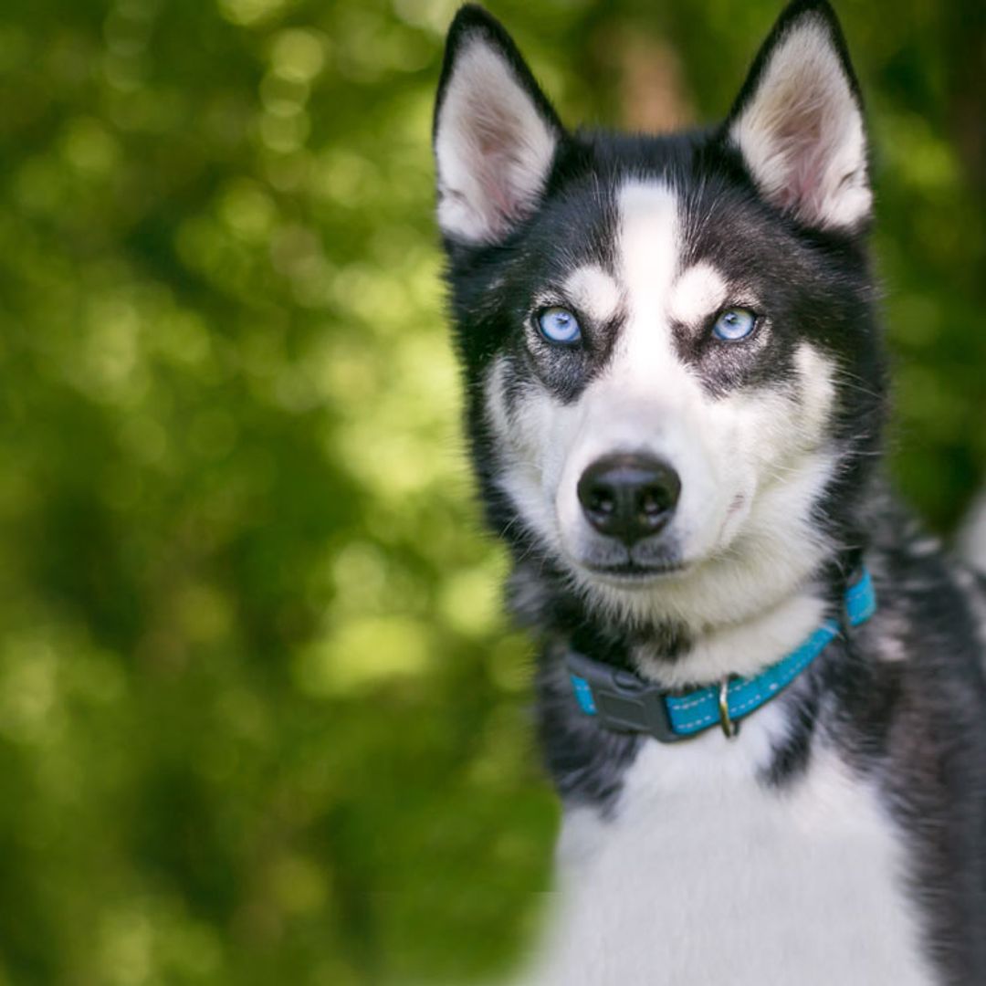 ¿Es mejor elegir un collar o un arnés para nuestro perro?