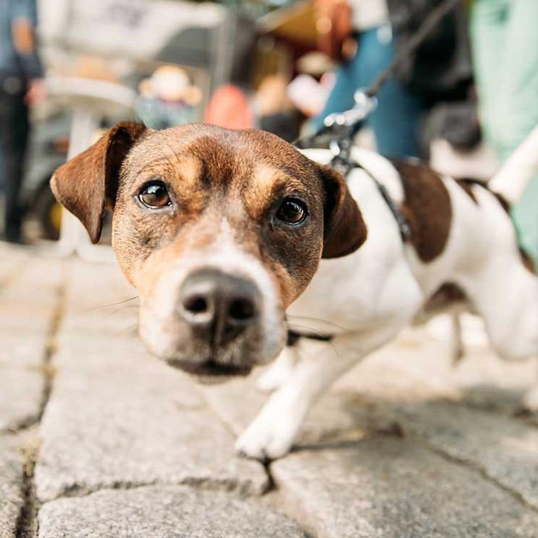 Plan navideño: viaja con tu mascota a ciudades 'pet friendly'