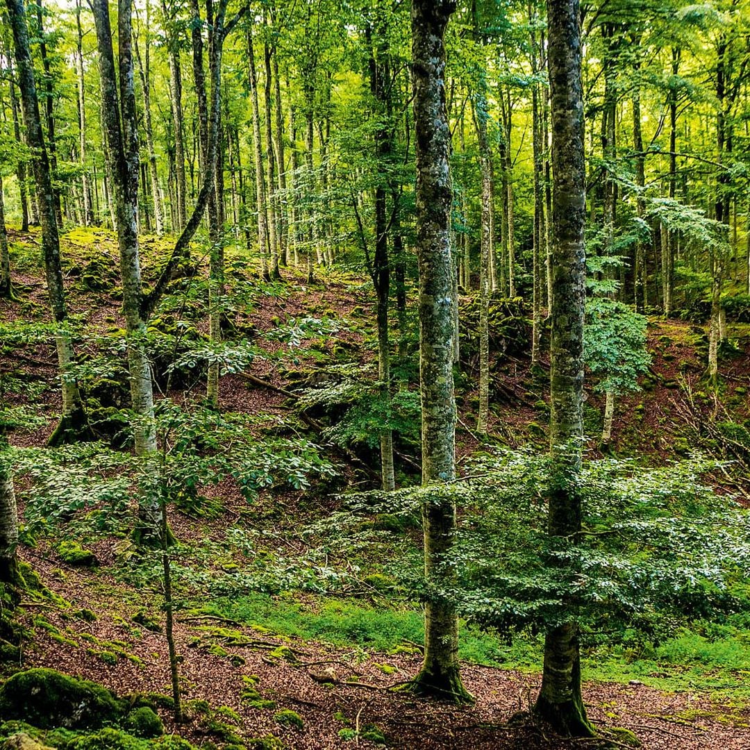 Sierra de Aralar (Navarra): todo al verde