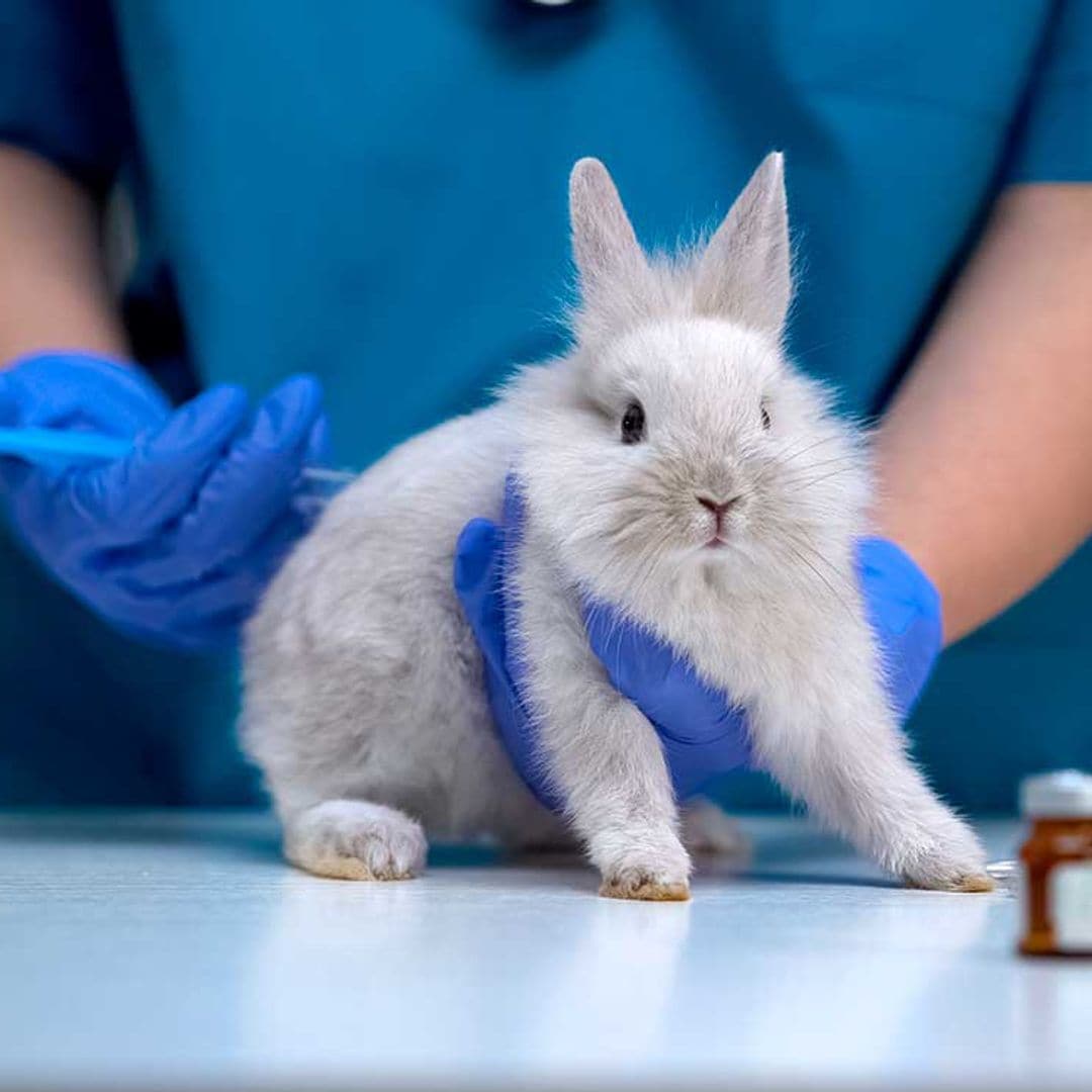 ¿Qué vacunas debe tener mi conejo?