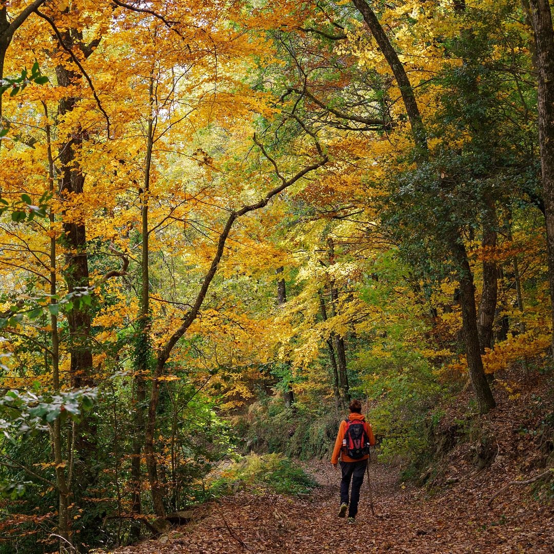 10 hayedos únicos para pasear este otoño