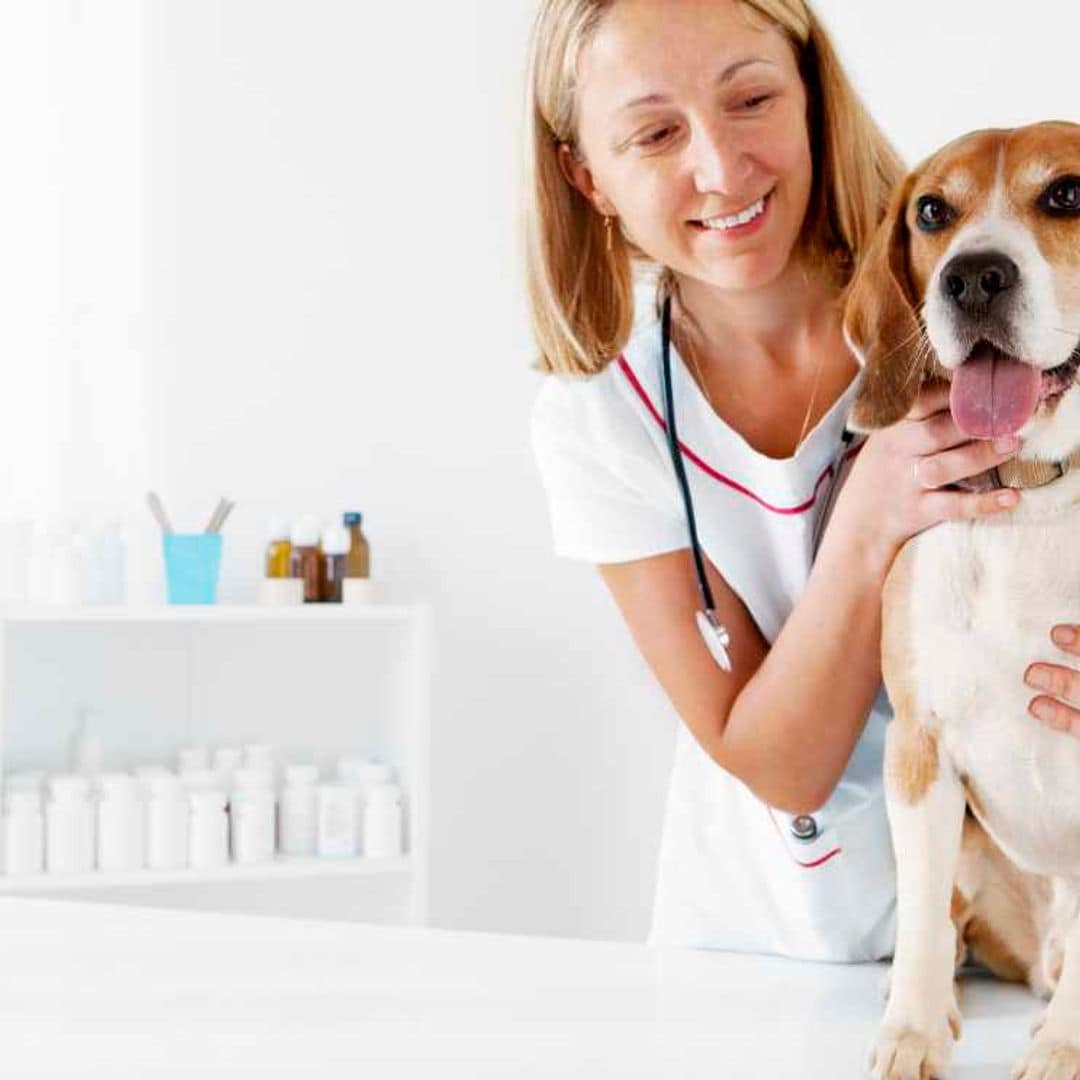 ¿Qué beneficios aporta la medicina preventiva a la salud de tu mascota?