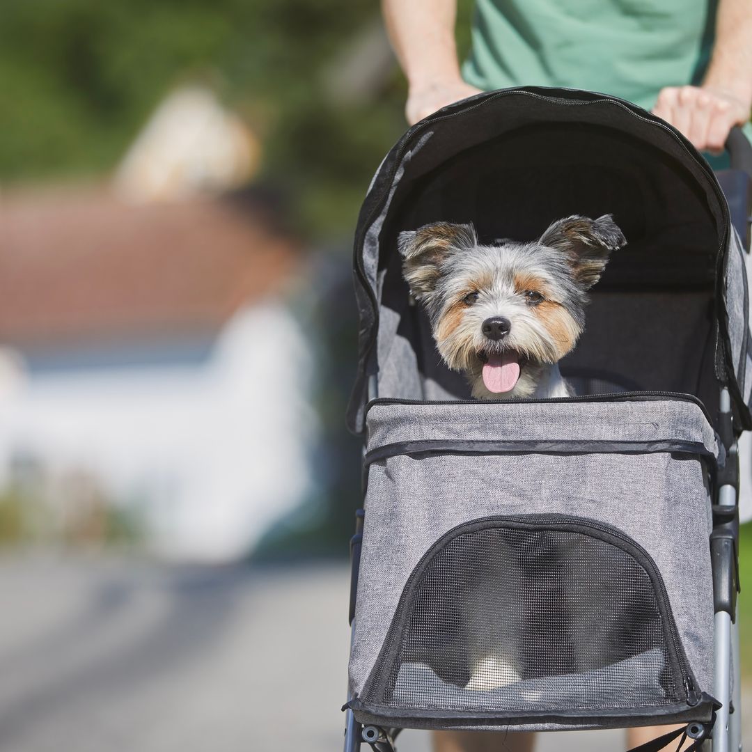 El carrito para perros ideal para llevar a tu mascota