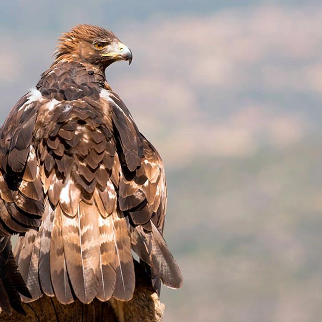 Águila dorada en el valle de Iruelas, Ávila