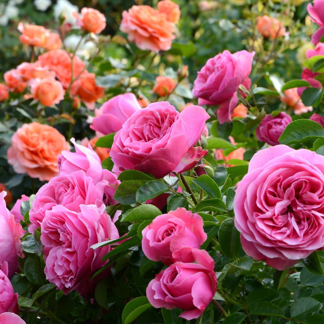 10 plantas perennes para mantener un jardín verde y lleno de vida todo el año