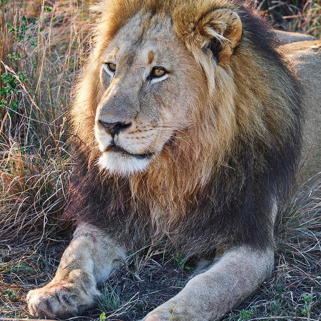 León en la Reserva Natural de Madikwe, Sudáfrica