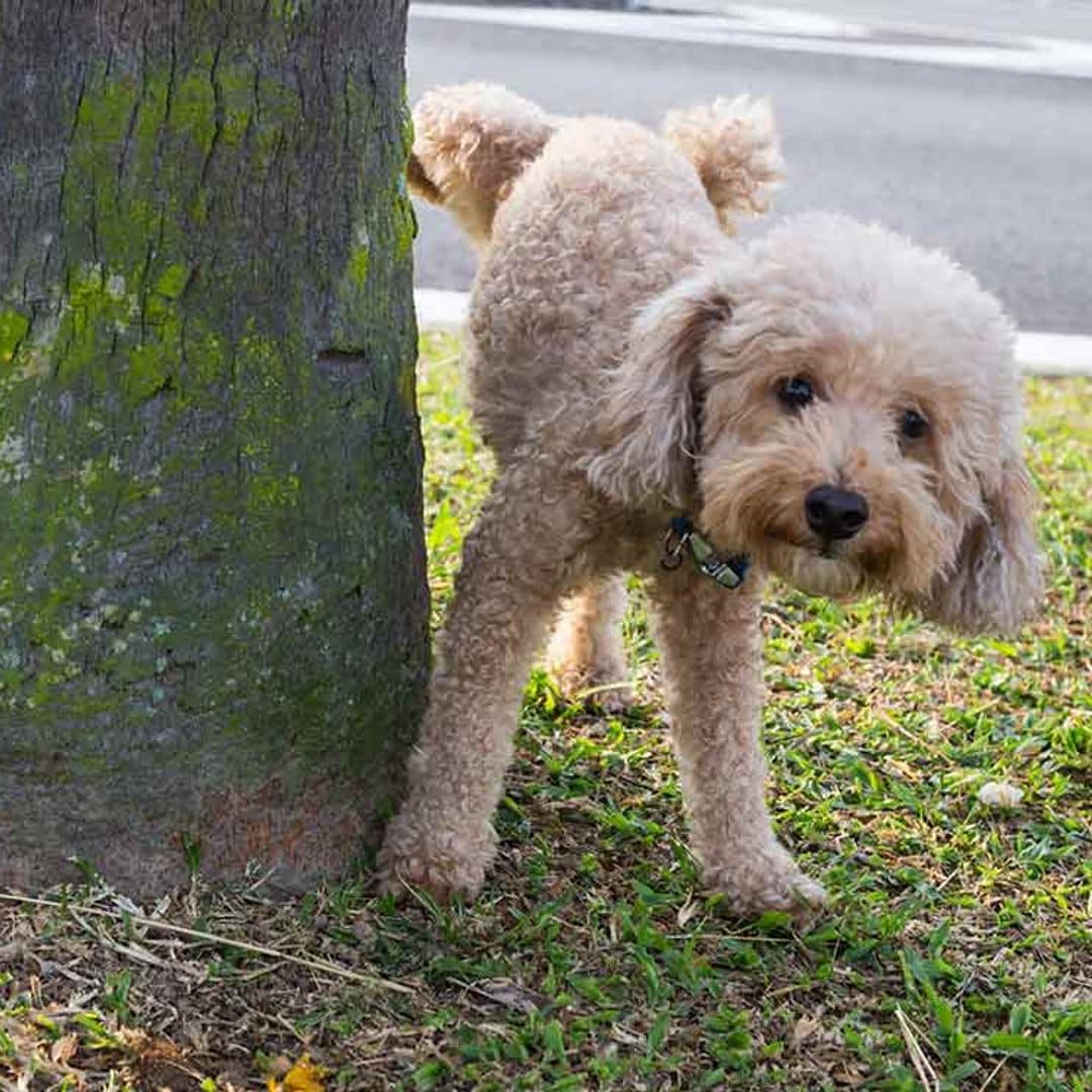 ¿Tu perro te mira fijamente cuando hace sus necesidades?