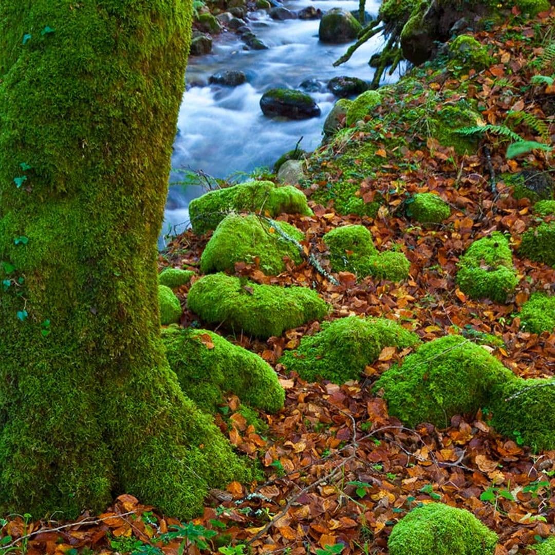 El hayedo encantado de Saja, el más bello de Cantabria