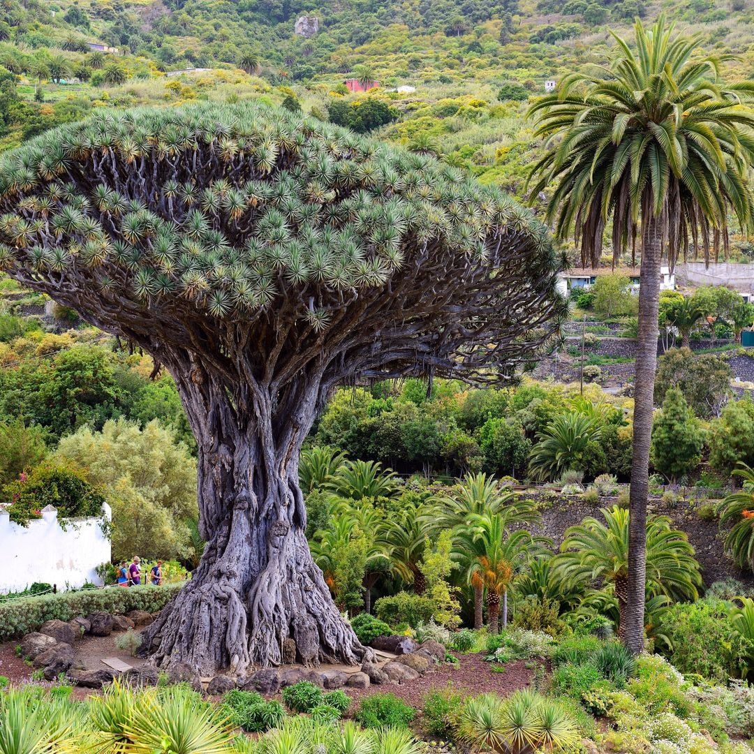 Drago Milenario, Icod de los Vinos, Tenerife