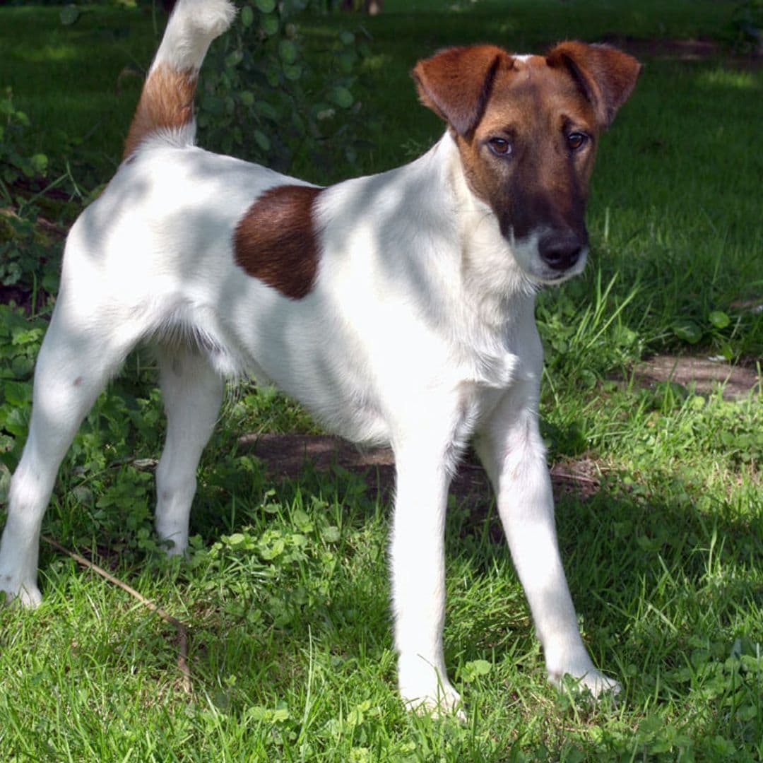 Así es el fox terrier de pelo liso, un perro activo y muy curioso