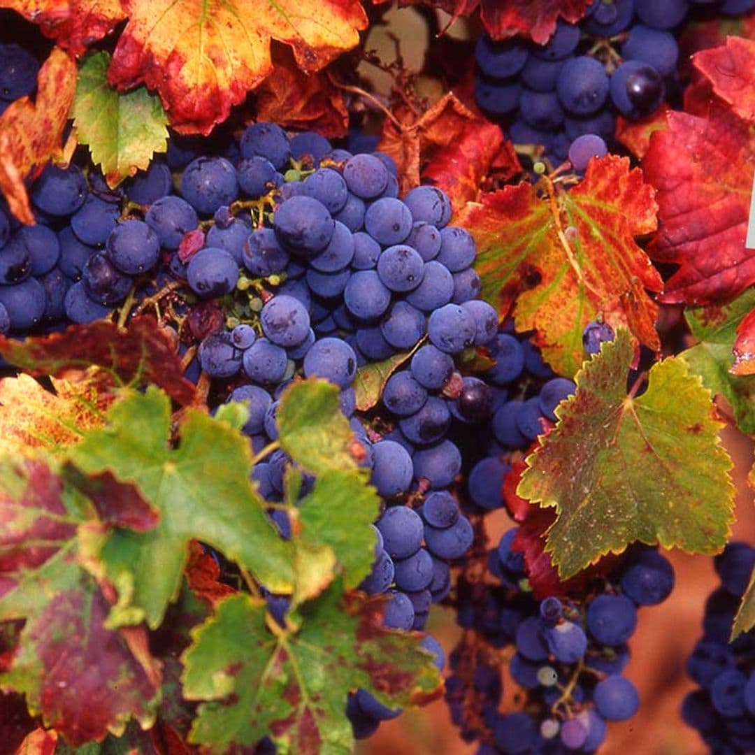 Si eres un amante del vino, estas 9 rutas por Castilla y León son tu plan perfecto para otoño