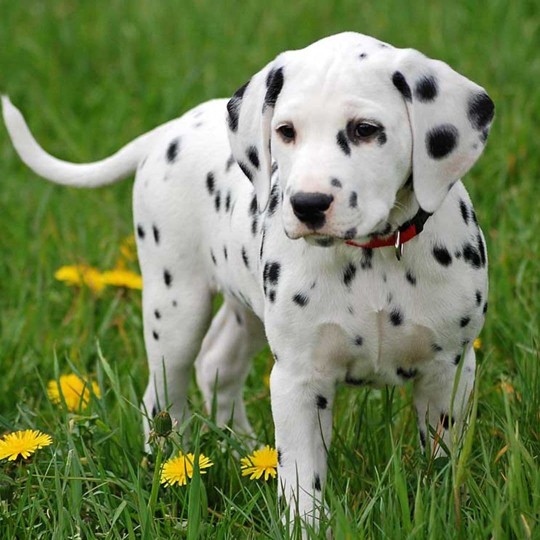 El dálmata, un perro alegre, cariñoso y con una energía inagotable