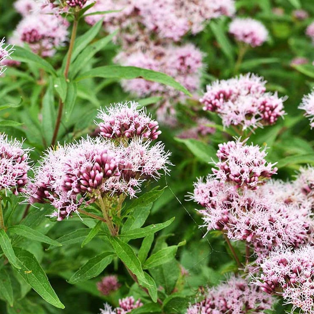 Te contamos todo lo que debes saber de la valeriana, un sedante natural