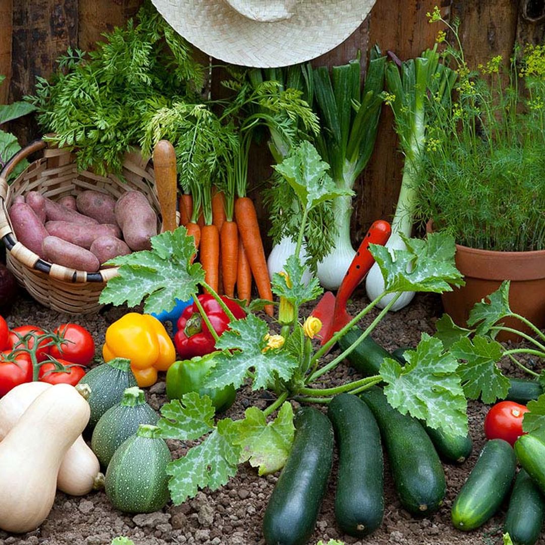 Huerto en casa: 10 hortalizas que puedes sembrar en primavera