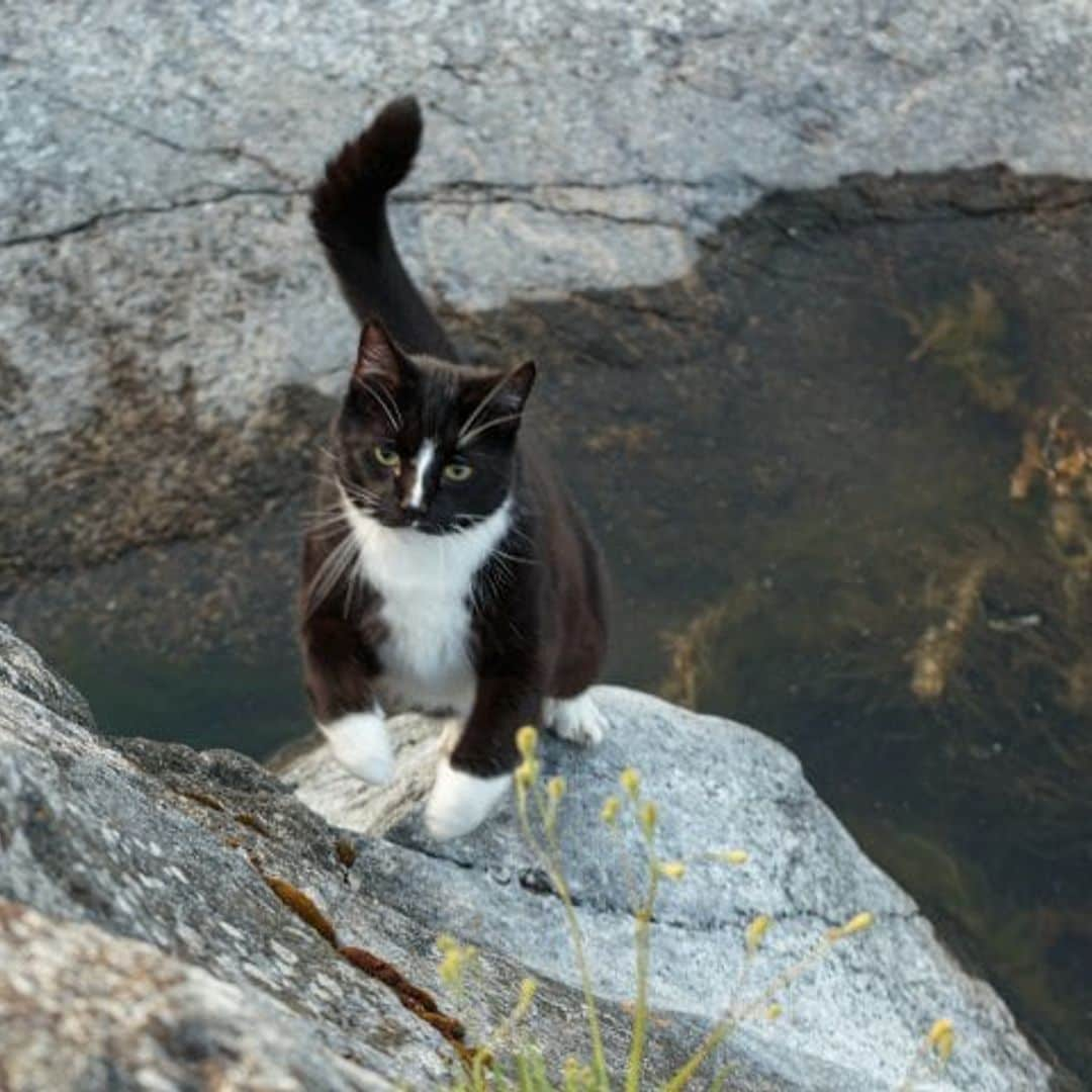 El gato que salvó a un turista perdido en las montañas y lo ayudó a encontrar el camino de regreso a su hotel