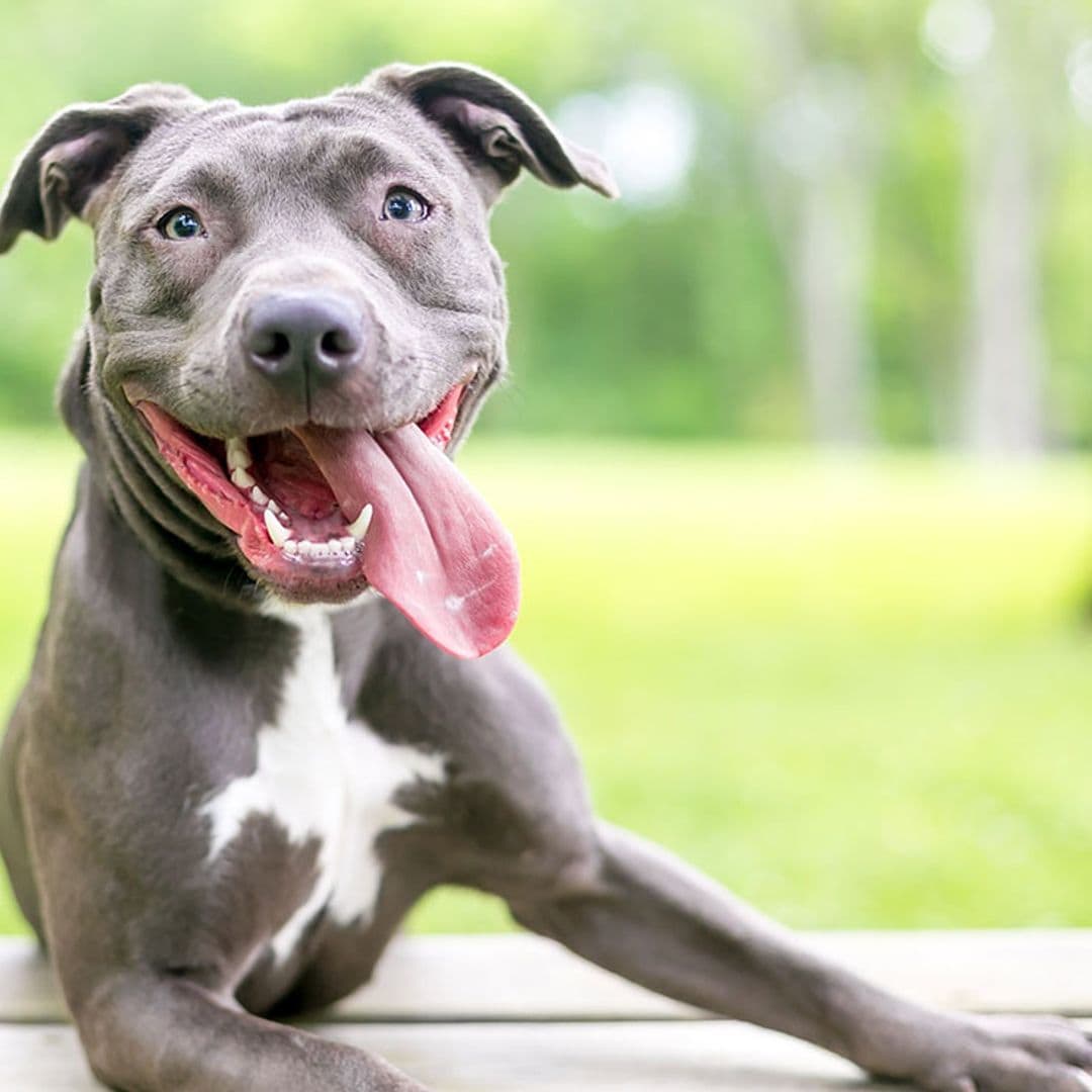 Conoce la sonrisa canina (y otros gestos que ayudan a tu perro a comunicarse)