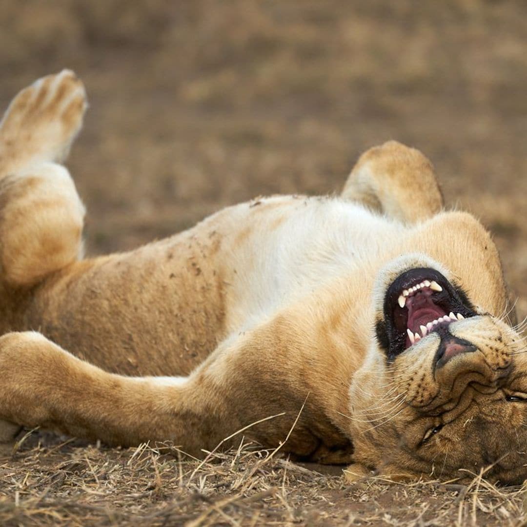 un joven le n en el parque nacional del serengeti tanzania 