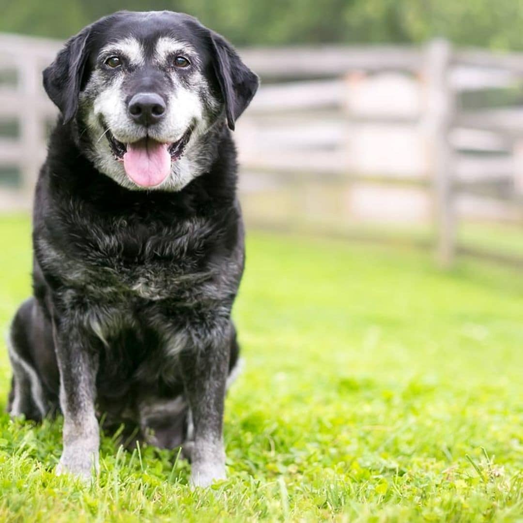 perro anciano