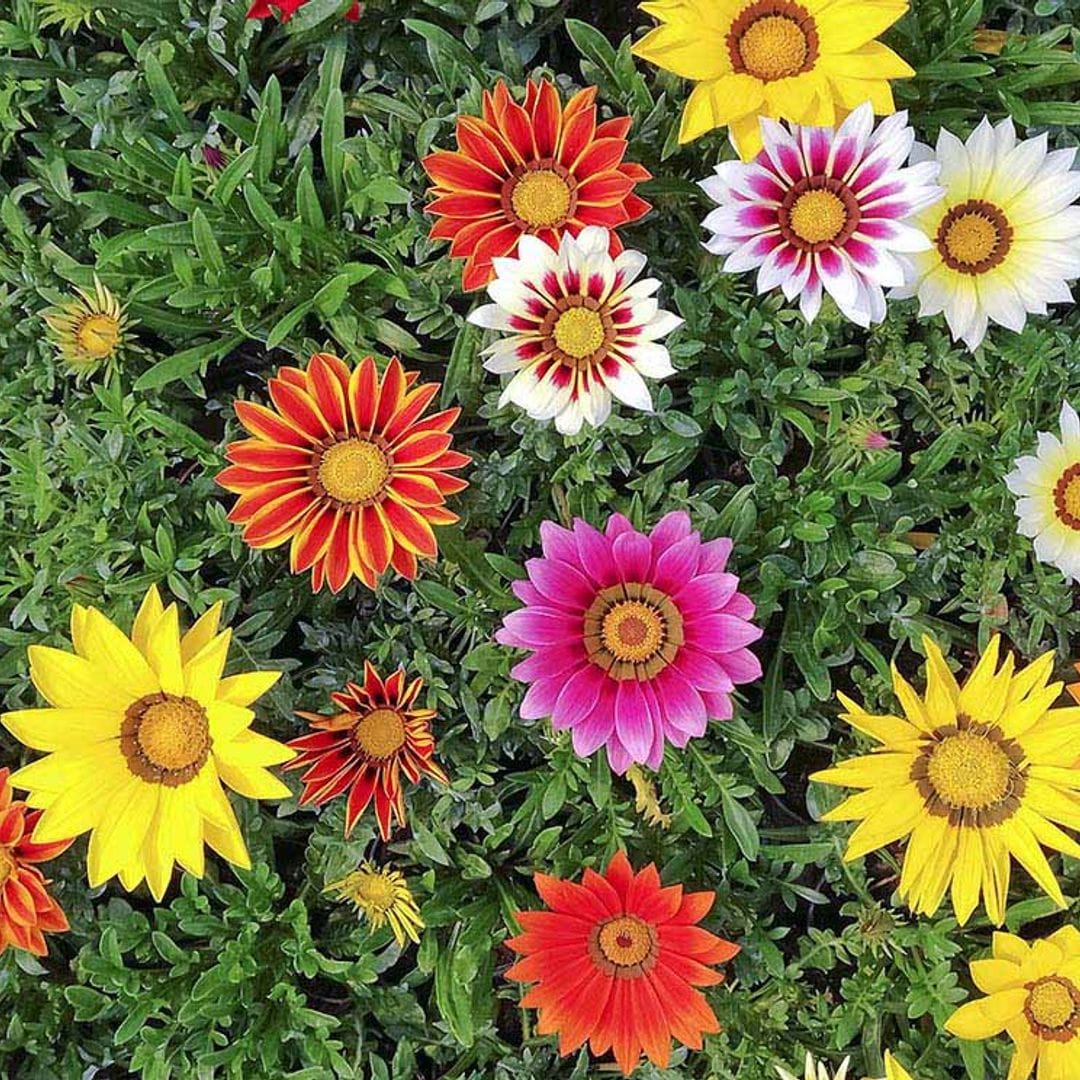 La gazania, una planta de bellísima floración perfecta para climas calurosos