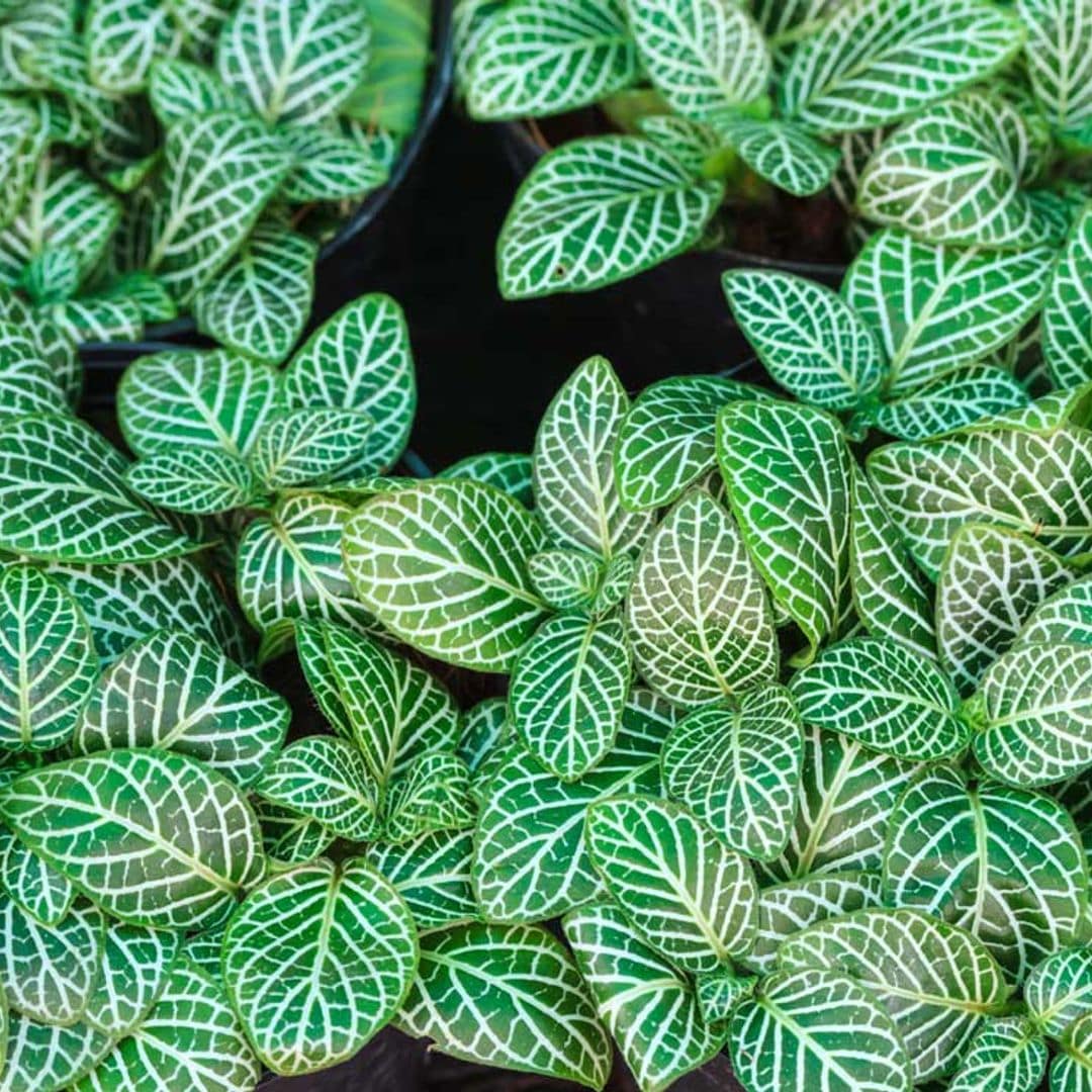 Descubre cómo cultivar la fitonia, una planta de origen tropical de gran atractivo ornamental