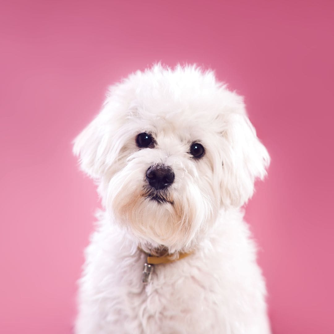 Estos son los mejores champús para perros con pelo blanco