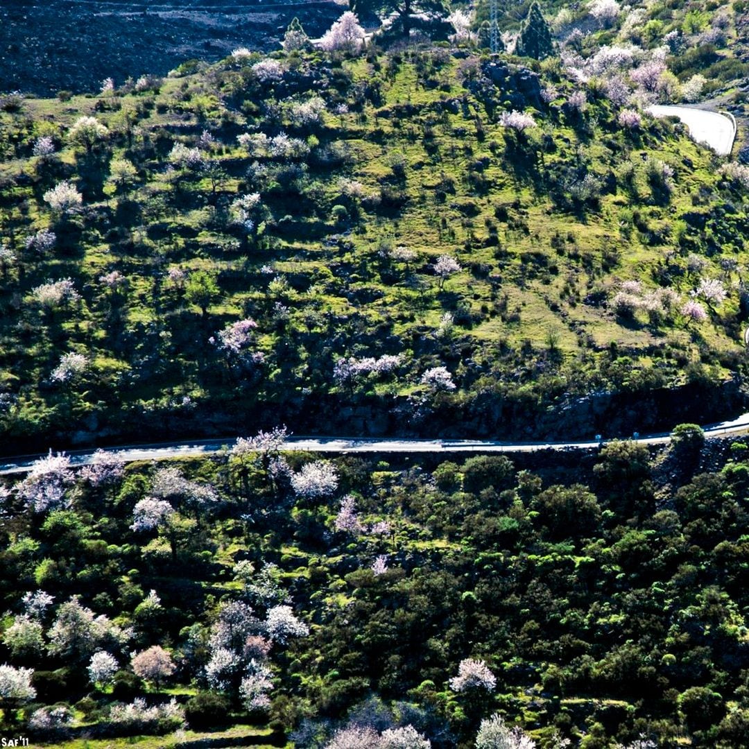 Ruta de los Almendros en Santiago del Teide, Tenerife