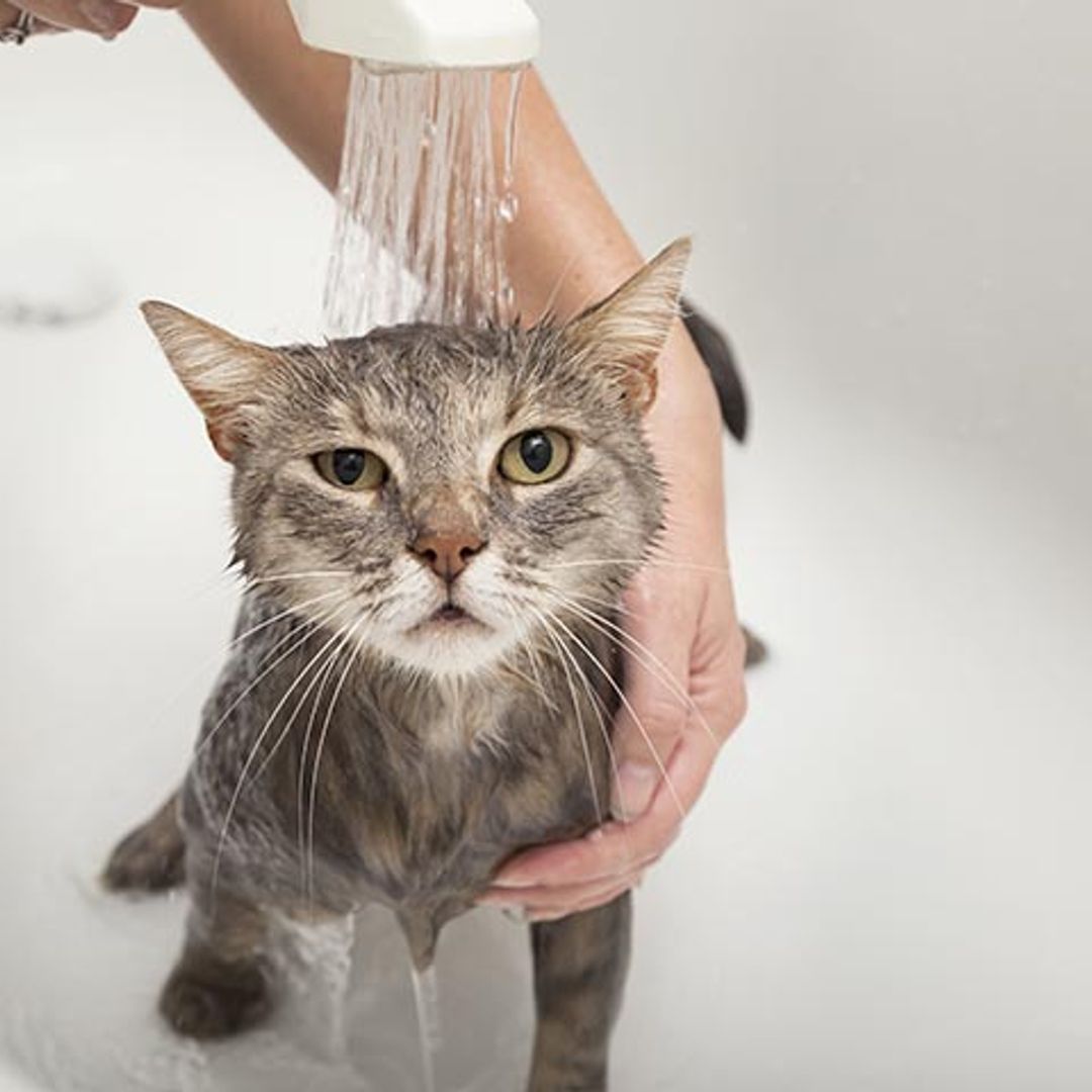 Cosas que no le gustan a tu gato, aunque tú creas que sí