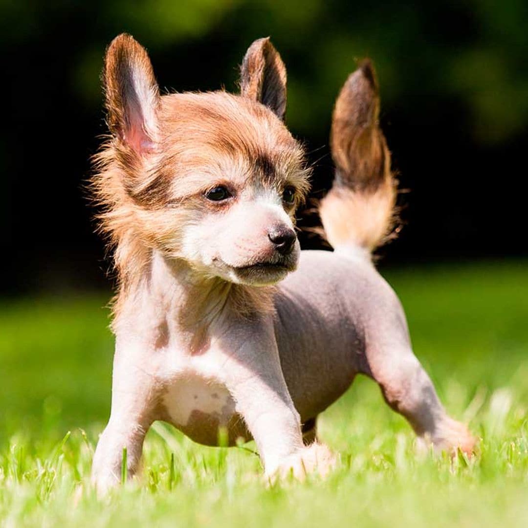 Estas son las razas de perro más caras y sofisticadas