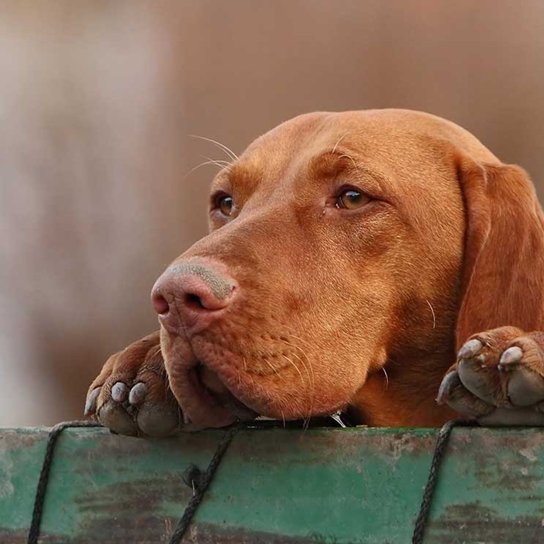 Los refugios de animales, al borde del colapso