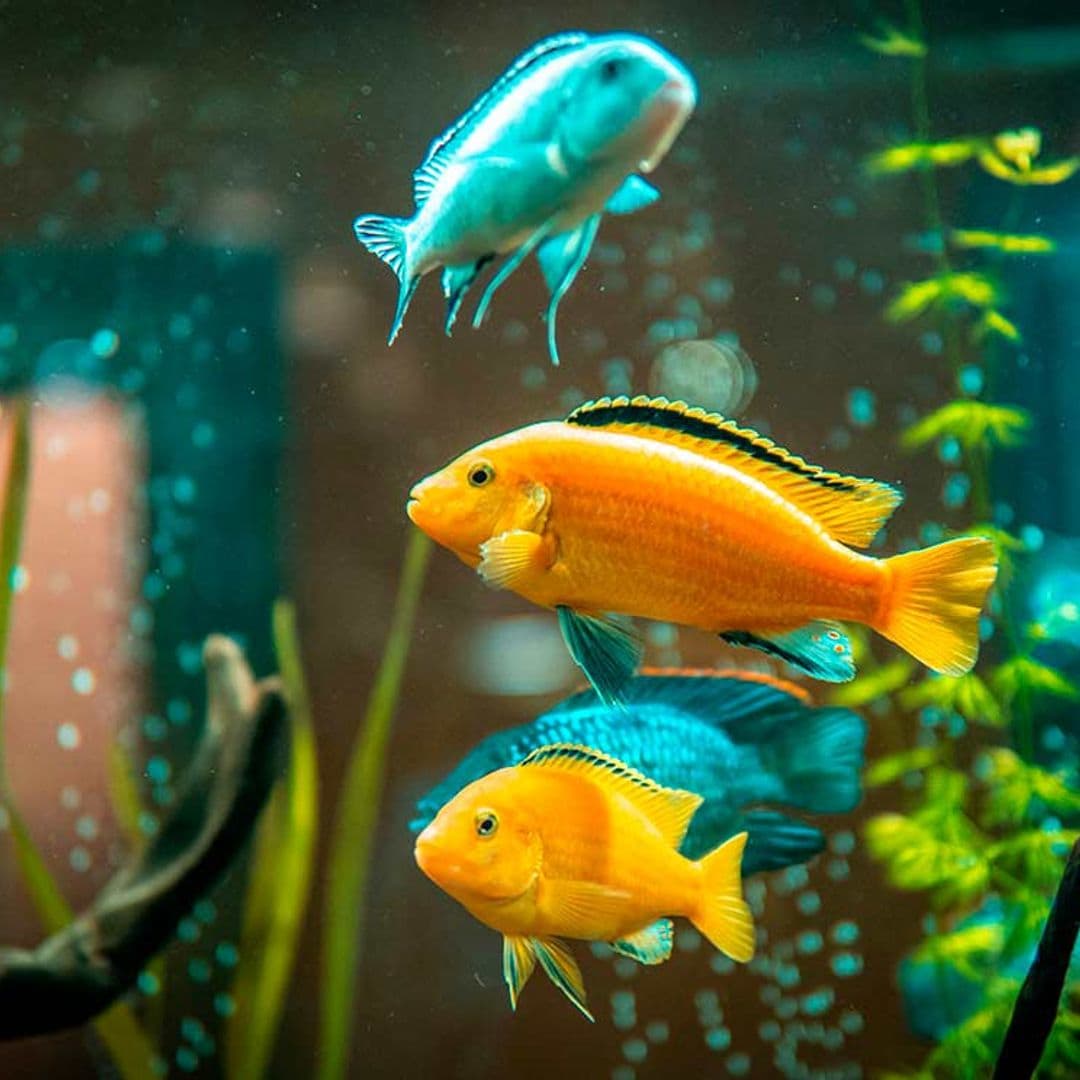 acuariofilia beneficios tener peces