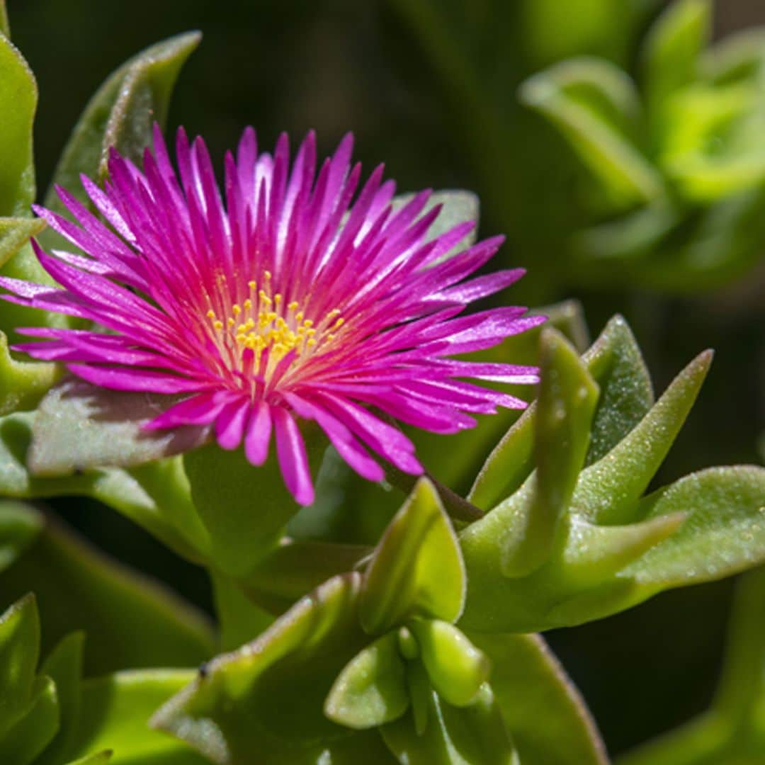 La aptenia, una preciosa planta tapizante para tu jardín