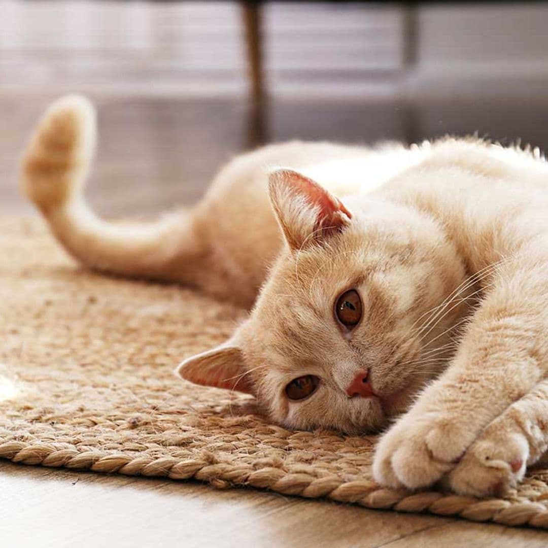 Tu gato te comunica su felicidad o estrés mediante su lenguaje corporal