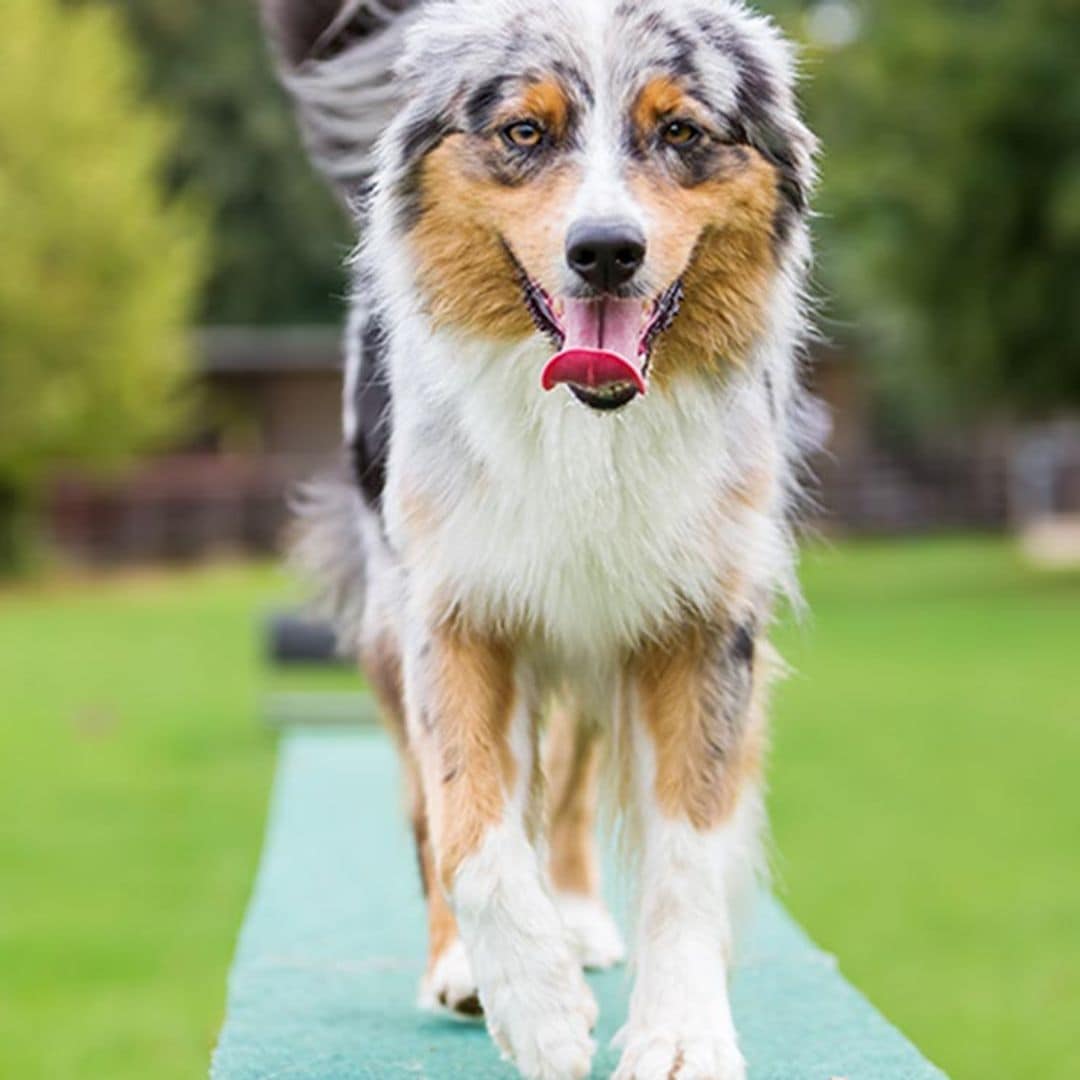 Las razas de perro más apropiadas para practicar 'agility'